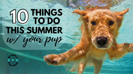 🐾 The Ultimate Dog-Friendly Summer Bucket List ☀️