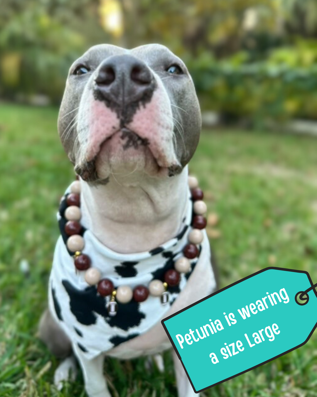Classic Cow Print Dog Bandana