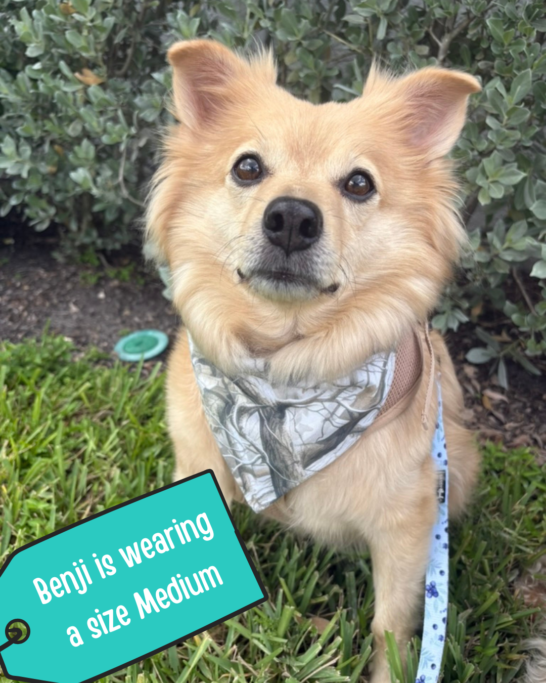 Camo Dog Bandana