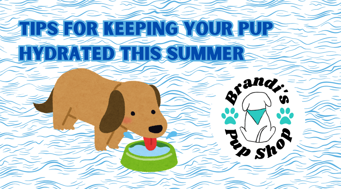 💧 Tips for Keeping Your Pup Hydrated This Summer