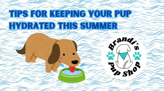 💧 Tips for Keeping Your Pup Hydrated This Summer