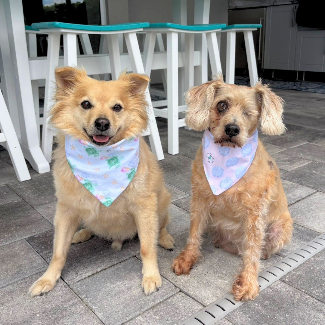 Sunkissed Pups