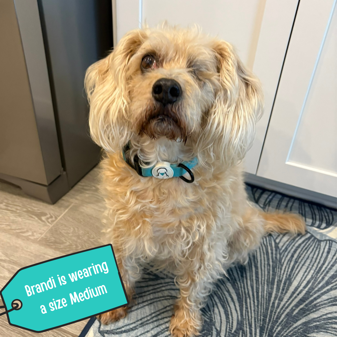 Teal BPS Neoprene Dog Collar