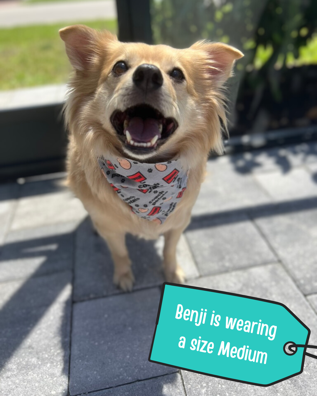Couch Potato Dog Bandana