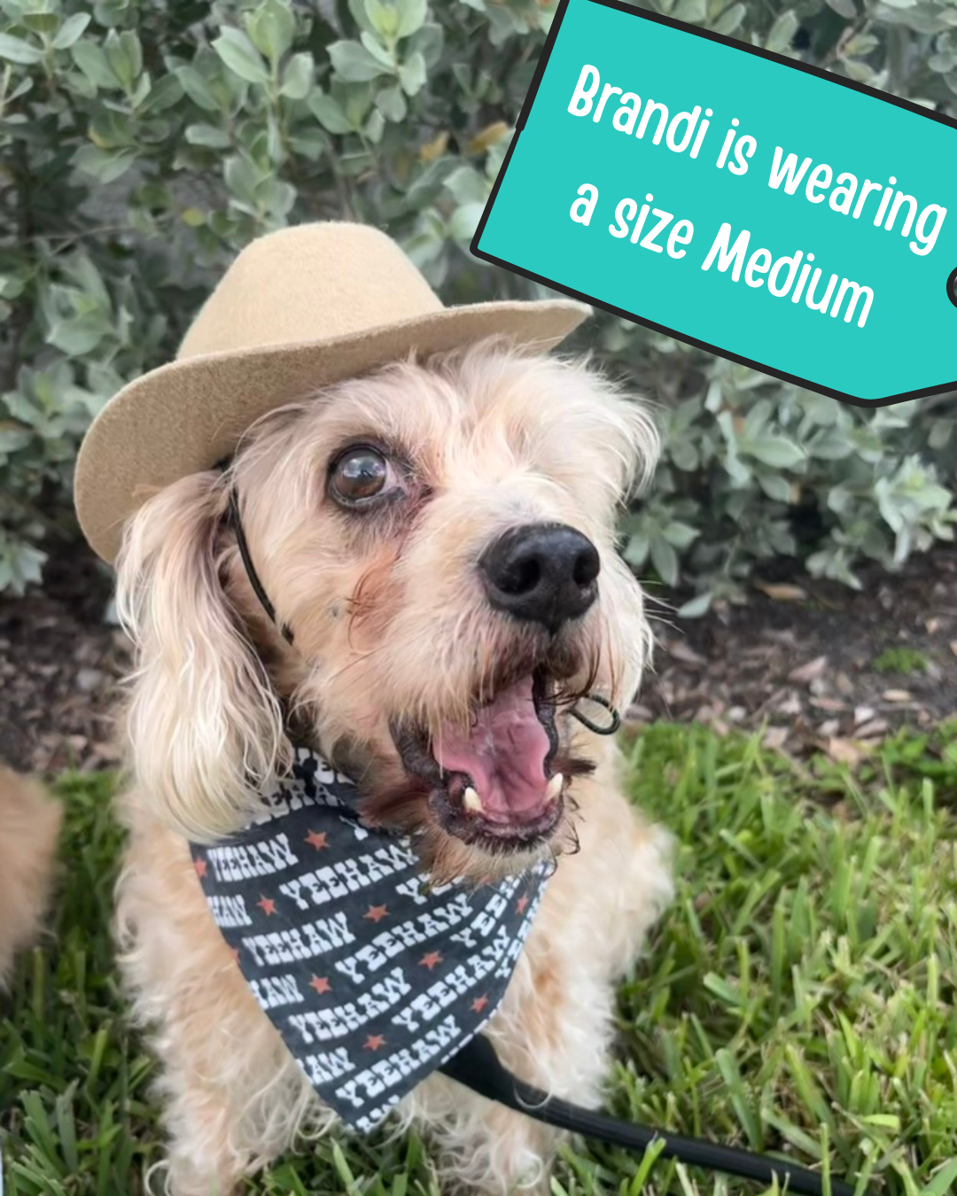 Yeehaw Dog Bandana