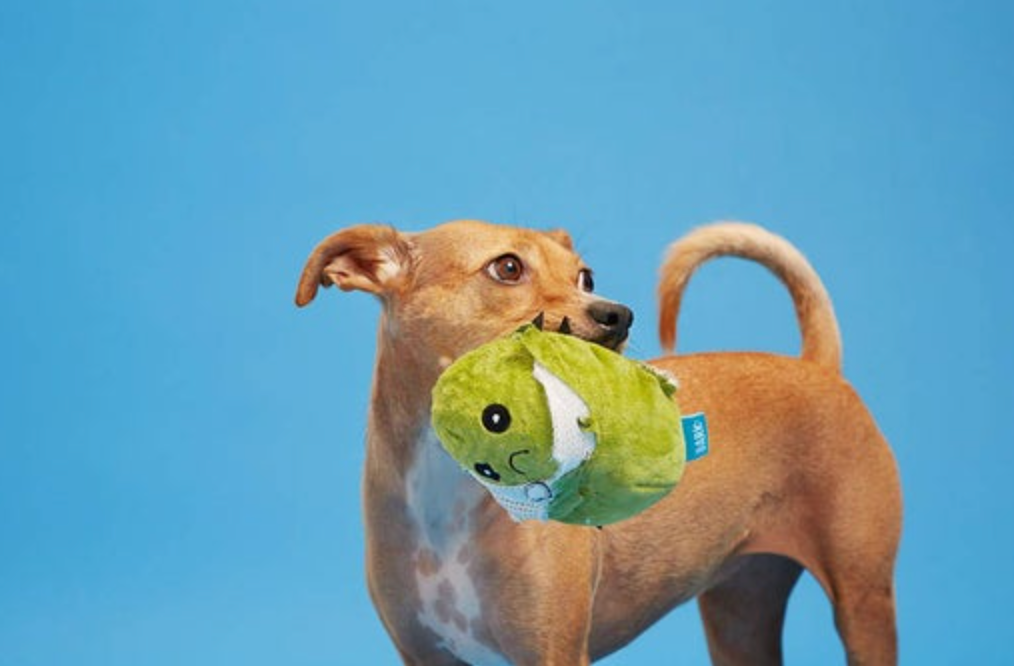 Cactus Dog Toy with Hidden Toy Inside