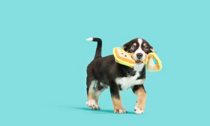 Grilled Cheese Dog Squeaky Toy